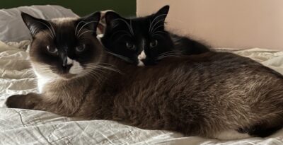 A Rands Cats
